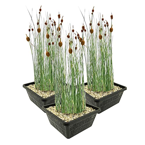 vdvelde.com - Dwerglisdodde - 12 stuks - 3 Vijvermanden - Typha Minima - • Moerasplant• Volgroeide hoogte: 60 cm• Plaatsing: -1 tot -10 cm vdvelde.com - Dwerglisdodde - 12 stuks - 3 Vijvermanden - Typha Minima - • Moerasplant• Volgroeide hoogte: 60 cm• Plaatsing: -1 tot -10 cm von vdvelde.com