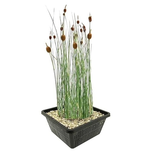 vdvelde.com - Dwerglisdodde - 4 stuks - 1 Vijvermand - Typha Minima - • Moerasplant• Volgroeide hoogte: 60 cm• Plaatsing: -1 tot -10 cm von vdvelde.com