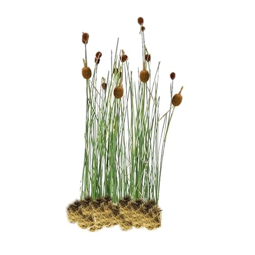 vdvelde.com - Dwerglisdodde - 15 stuks - Losse Pluggen - Typha Minima - • 15 moerasplanten voor 1 m² • Volgroeide hoogte: 60 cm • Plaatsing: -1 tot -10 cm vdvelde.com - Dwerglisdodde - 15 stuks - Losse Pluggen - Typha Minima - • 15 moerasplanten voor 1 m² • Volgroeide hoogte: 60 cm • Plaatsing: -1 tot -10 cm von vdvelde.com