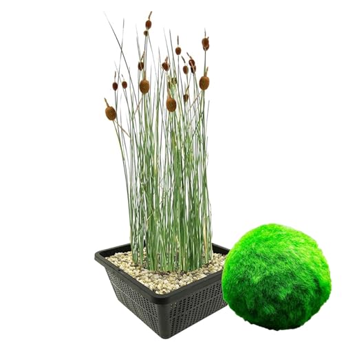 vdvelde.com - Dwerglisdodde - 4 stuks + 5 Zuurstofgevende Mosballen tegen Algen - • Combi set• 9 planten• Plaatsing: 0 tot -20 cm vdvelde.com - Dwerglisdodde - 4 stuks + 5 Zuurstofgevende Mosballen tegen Algen - • Combi set• 9 planten• Plaatsing: 0 tot -20 cm von vdvelde.com