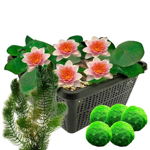 vdvelde.com - Zwergseerose aurora + Sauerstoffpflanzen gegen Algen - Kombi-Set - Zwergseerose und Sauerstoffpflanzen - Platzierung: -1 bis -40 cm von vdvelde.com