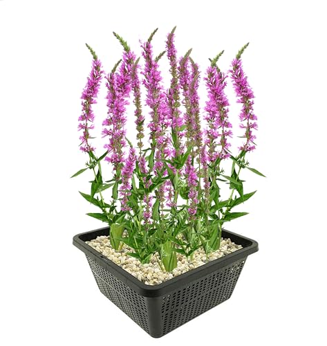 vdvelde.com - Kattenstaart - Lythrum Salicaria - 4 stuks - • Biodiversiteit bevorderende waterplant• Volgroeide hoogte: 80 cm• Plaatsing: -1 tot -10 cm vdvelde.com - Kattenstaart - Lythrum Salicaria - 4 stuks - • Biodiversiteit bevorderende waterplant• Volgroeide hoogte: 80 cm• Plaatsing: -1 tot -10 cm von vdvelde.com