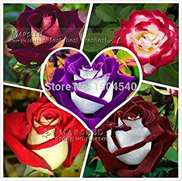 250 Abracadabra Rosen-Samen, 5 Rare Osiria Rose, Popular Variety Ideal DIY Bonsai Blume von vegherb