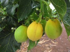 50 Samen Purgiernuss Barbados Seltene Jatropha Curcas Diesel Dürre Tolerant Seed von vegherb