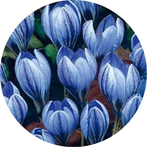 7: Safranzwiebeln, Niederlande Crocus sativus Blume Seltene Pflanzen Bonsai Blumenblütenpflanzen Zwiebeln Frisch (es ist Nicht Seed) -2-Birnen von vegherb