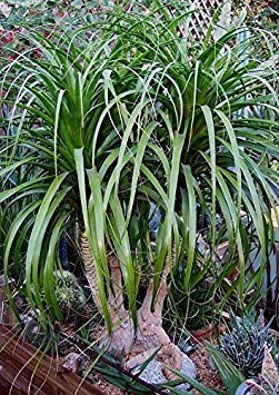 Beaucarnea Guatemalensis/Pferdeschwanz - seltene Tropische Pflanze Bonsai-Baum-Samen (10) von vegherb