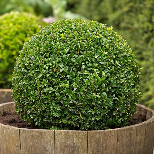 Buchsbaum, Buxus sempervirens, 100 Samen, (Hardy Evergreen, Topiary, Hecke, Bonsai) von vegherb