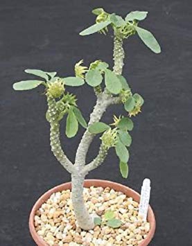 Dorstenia Lavrano 10341 Exotische Bonsai Caudex Lav. Seltene Semi Cacti Seed 100 Samen von vegherb