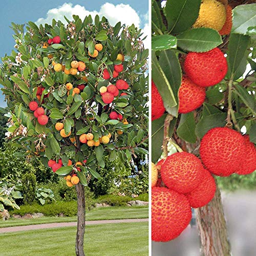 Frische Arbutus Unedo (Exotic Fruit Erdbeerbaum Seltene Blüte Madroño Seed) 15 Samen von vegherb