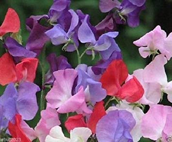 Jahres Sweet PEA Seed Â € ~Royal Familie Mixa € ™ Â € ™ Excellent für Schnittblumen (500 Seeds) von vegherb