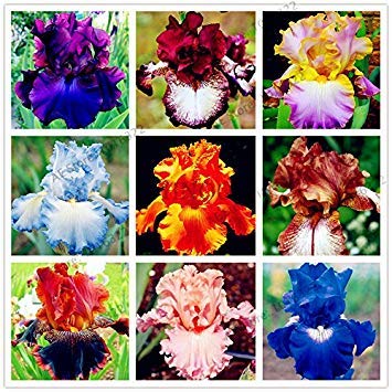 Mix: 50Pcs / Bag Iris Samen, Popular Staudengarten-Blumen, Herrliche Schnittblume Seltene Blumensamen für Home Garden Pflanz Orchid von vegherb