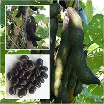 Neu!!!! Samen Juckbohne 10 Samen, Velvet Bean, einzigartige Rare Von Thailand + von vegherb