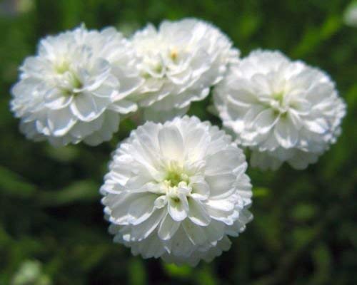 Neue Perle Schafgarbe Weiß Doppel Sumpf-Schafgarbe Kräuter Blume 150+ Seeds von vegherb
