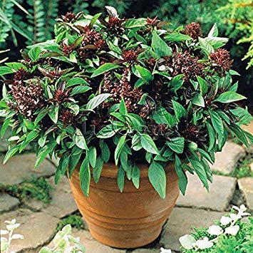 vegherb . 1: Thai Basil Seeds Ocimum Basilicum Gewürz und Heilkräuter Bio-Gemüse-Duftende Basilikum-Samen, Blumensamen-100 PC-1 von vegherb