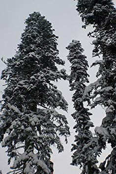 vegherb 1.000 frische Samen -Nordmann Tannen- -Abies Nordmanniana Weihnachtsbaum von vegherb