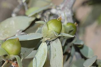 vegherb 10 Samen Jojoba Strauch, Simmondsia Chinensis von vegherb