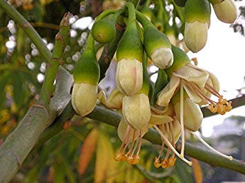 vegherb 10 Seeds - Kapokbaum - Kapok-Baum - Silk Cotton Tree von vegherb