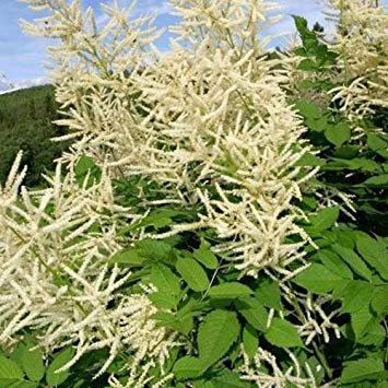 vegherb 100 PC-Samen Aruncus Geißbart G60, aethusifolius dioicus von vegherb