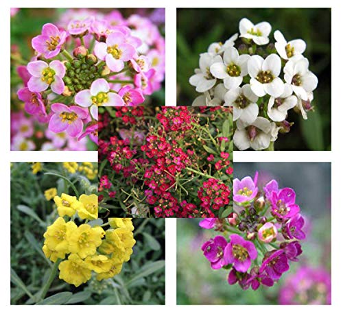 vegherb 1000 Korn Alyssum (Strand-Silberkraut Paletta Mix) 100 + Seeds Annual Blume Combsh 2B14 von vegherb