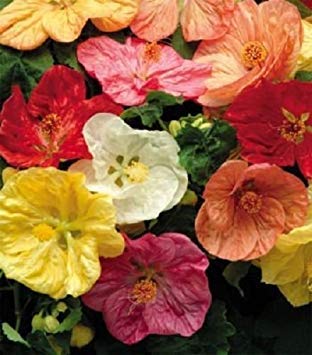 vegherb 15+ Abutilon Hybiscus-Like Schönmalve Staude Samen Mix von vegherb