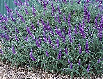 vegherb 20 Seeds of Velvet Sage * Mexican Bush Sage * Salvia leucantha * blühender Strauch von vegherb
