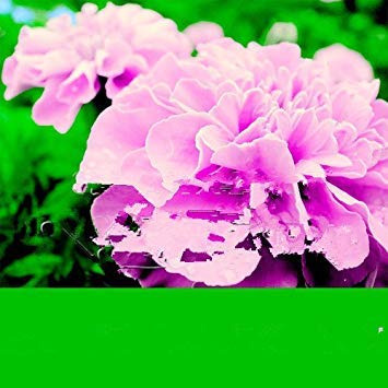 vegherb 200 Rose Pink Farbe Französisch Marigold Seeds (Tagetes), herrliche Farbe, freies Verschiffen, Schöne Hausgarten-Blumen Easy Grow von vegherb