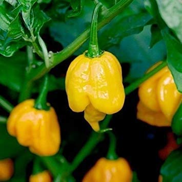 vegherb 30 Samen Trinidad Scorpion Butch T Yellow Pepper Weltheißeste! Extreme Chili von vegherb