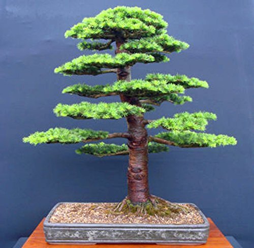 vegherb 4: 10 Stück/Beutel Cedar Samen Arten von grünem Bonsai-Baum-Samen der japanische Zeder Anlage für Hausgarten Gerade Perennial Gehölze 4 von vegherb