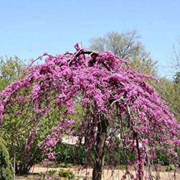 vegherb 5 Weeping Bright Purple Kirschbaum Samen Blüte Japanse Ornimental Garten von vegherb