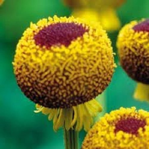 vegherb 50+ Seeds - Helenium Autumn Lollipop Perennial Blumensamen von vegherb