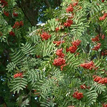 vegherb 50 Samen Europäische Eberesche Seeds (Sorbus aucuparia) von vegherb