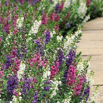 vegherb Angelonia (Angelonia Angustifolia Serenita Mix) 10 umhüllten Saatguts von vegherb