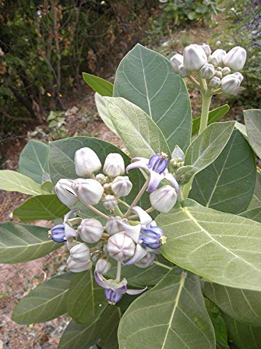 vegherb Calotropis gigantea Riesen Seidenpflanze 10 Samen von vegherb