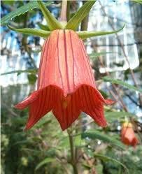 vegherb Canarina canariensis Kanarische Inseln Glockenblume Schöne Rare 5 Samen von vegherb