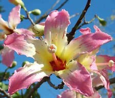 vegherb Chorisia speciosa Exotic Flowering Tree Silk Floss Flasche Kapok Samen 20 Samen von vegherb