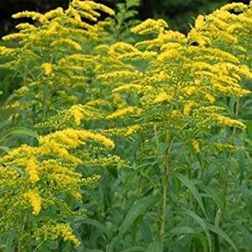 vegherb Frisch 5000 Seeds - Solidago Goldrute Wildsamen von vegherb