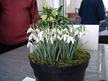 vegherb Galanthus nivalis Seeds 200Pcs Schneeglöckchen Blumensamen Schöner Garten Einfrieren Pflanzen Bonsai Balkon Blumen von vegherb