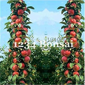 vegherb Gelb und Rot: Neuer 10 PC Bonsai Apfelbaum Sehr frisches Obst Pflanzen Seltener Mini Apfel Bonsai-Baum für Blumen Obst Für Hausgarten Pflanze YEL von vegherb