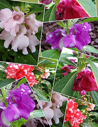 vegherb Impatiens Balsamina Mischfarben | Touch-Me-Not | 20_Seeds zu Uns vegherb Impatiens Balsamina Mischfarben | Touch-Me-Not | 20_Seeds zu Uns von vegherb