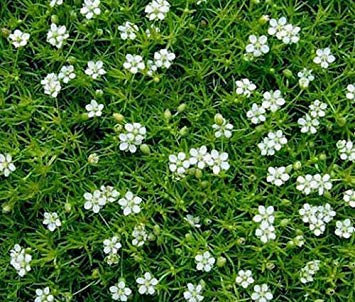 vegherb Irish Moss Mastkraut Sagina Subulata - 2.000 Bulk-Samen von vegherb