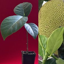 vegherb Jackfrucht Artocarpus Heterophyllus Jack Fruit Sämling Mia 2 Pflanze Baum 8-12" von vegherb