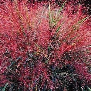 vegherb Liebes-Gras Lila Ziergräser Samen (Eragrostis Spectabilis) 120 + Seeds von vegherb