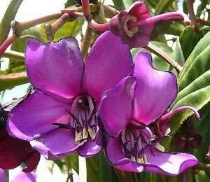 vegherb Meriania Nobilis | Amaraboyo | 50_Seeds zu Uns von vegherb