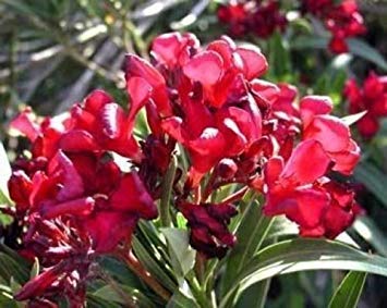 vegherb Nerium Oleander Hardy Red 10 Samen von vegherb