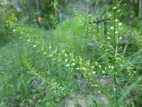 vegherb Peppergrass (Virginische Kresse) 100 Wildsamen von vegherb