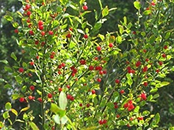 vegherb Red Huckleberry, Vaccinium parvifolium, 100 Strauchsamen (Edible, Fall-Farbe, Hardy) von vegherb