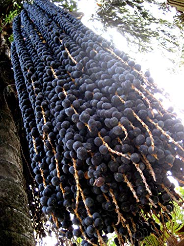 vegherb Samen und Farms, 15 Samen Acai Palm Eine außerordentliche Antioxidant-Rich-Palmen-Frucht von vegherb