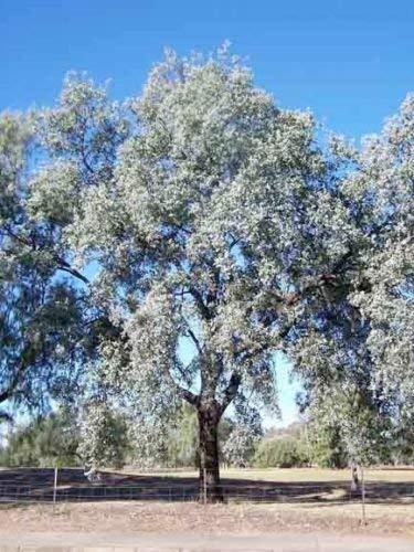 vegherb Silber-Leaved Ironbark (Eucalyptus Melanophloia) 50 Samen von vegherb