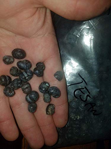 vegherb Trachycarpus Tesan 20C / -5F 10 Samen !!! fortunei von vegherb