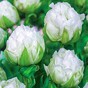 vegherb Wahre Tulip Zwiebeln der Tulpe Blume, (Nicht Seeds Tulpe), Blumenzwiebeln symbolisiert Liebe, Tulipanes Blumen-Anlage für Gartenpflanzen -2-Lampen 2 von vegherb